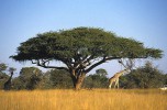 Национальный парк Хванге, Булавайо, Зимбабве