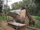 Зоопарк Сафари, Рамат-Ган, Израиль