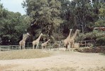 Зоопарк Сафари, Рамат-Ган, Израиль