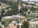 Гефсиманский сад, Иерусалим, Израиль