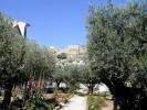 Гефсиманский сад, Иерусалим, Израиль
