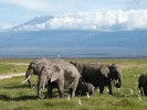 Национальный парк Амбосели, Кения