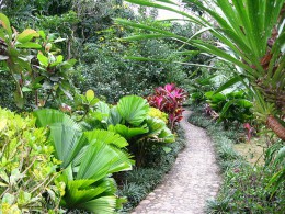 Тропический ботанический сад Синлун. Китай → Хайнань → Природа