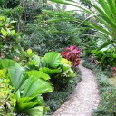 Тропический ботанический сад Синлун