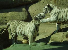 Сянцзянский природный зоопарк