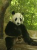 Сянцзянский природный зоопарк, Гуанчжоу, Китай